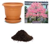 İthal Katsura Bonsai Ağacı Tohumu Ekim Seti