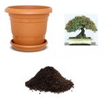 İthal Kırmızı Alıç Bonsai Ağacı Tohumu Ekim Seti