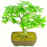 Ithal Meşe Bonzai Ağacı Tohumu 3 Tohum + Süpriz Hediye Bonsai Toh