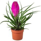 Ithal Nadir Tillansia Çiçeği Tohumu Çiçek Tohumu Tilansia 5 Tohum Hava Bitkisi
