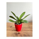 İthal ORKİDE FİDESİ (3 DAL) (12cm) MİX