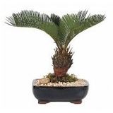 Ithal Palmiye Bonzai Ağacı Tohumu 3 Tohum + Hediye Bonsai Tohumu