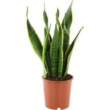 Ithal Paşa Kılıcı Sansevaria Peygamber Kılıç Çiçeği 40 cm