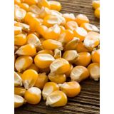 İthal Patlak Mısır Tohumu Popcorn 50 Ad. Tohum