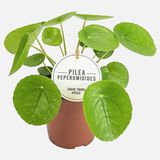 İthal Pilea Para Çiçeği