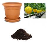 İthal Plum Granny Saksı Kavunu Tohumu Ekim Seti