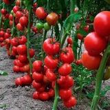 Ithal Sırık Domates Tohumu 5 Tohum + Süpriz Hediye Tohum