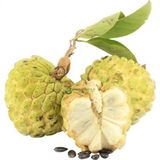 İthal Sugar Apple Tohumu Ekim Seti 3 Tohum +Saksı+Toprak+Süpriz