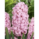 İthal Sümbül Soğanı - Pembe - Hyacinth Pink