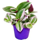 Ithal Telgraf Çiçeği Nanouk Tradescantia En Az 2 Köklüdür Iç Mekan Bitkisi