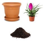 İthal Tillandsia Çiçeği Tohumu Ekim Seti