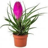 Ithal Tillandsia Tohumu Ekim Seti 5 Tohum +Saksı+Toprak