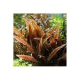 İthâl Bitki Akvaryum Bitkileri Cryptocoryne Wendtii Brown Saksı Canlı Bitki