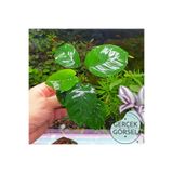 İthâl Bitki Anubias Broad Leaf 6-7 Yapraklı Canlı Bitki M