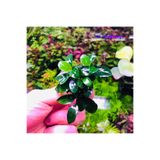 İthâl Bitki Anubias Petite Saksı Canlı Bitki 8-10 Yaprak