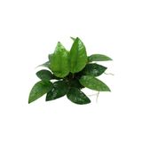 İthâl Bitki Anubias Species 5-6 Yapraklı Kök Canlı Bitki