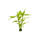 İthâl Bitki Dracaena Sanderiana Gold Saksı Canlı Bitki