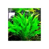 İthâl Bitki Echinodorus Bleheri Saksı Canlı Bitki