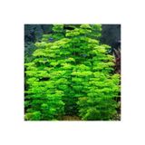 İthâl Bitki Limnophila Sessiliflora Saksı Canlı Bitki