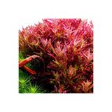 İthâl Bitki Rotala Blood Red Saksı Canlı Bitki