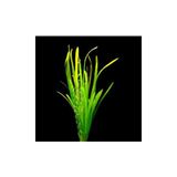 İthâl Bitki Vallisneria Spiralis Saksı Canlı Bitki