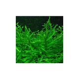 İthâl Bitki Vesicularia Dubyana Java Moss 10x10cm Canlı Bitki