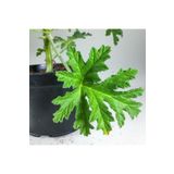 Itır Bitkisi Gül Kokulu Pelargonium Graveolens 10-20 Cm