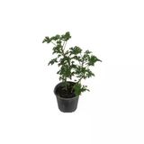 Itır Çiçeği Fidanı 10-20 Cm Geranium Sapling