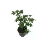 Itır Çiçeği Fidanı Gül Damlası Sardunya 10-20 Cm