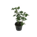 Itır Çiçeği Fidanı Küçük Boy 10-20 cm
