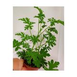 Itır Çiçeği Fıdesı Fidanı 10-20 cm