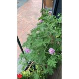 Itır Çiçeği (GERANİUMS, KOKULU SARDUNYA) - Hoş Kokulu Ve Renkli Çiçekli Iç Ve Dış Mekan Bitkisi