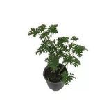 Itır Fidanı Fidesi Fidanı Gül Kokulu 10-20 Cm