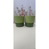 Ixora 9 cm Saksı Genişlik 9 cm Yükseklik 9 cm ( 400 ml ) 2 Adet - Fıstık Yeşili