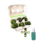 İyişans Marimo 6 Adet Marimo Baby Feeder Hediyeli Mossball Şans Getiren Yosun Topu
