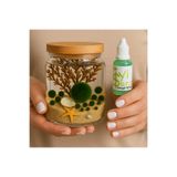 İyişans Marimo Special 5 Baby ve 1 Anne Japon Şans Yosunu Teraryumu Marimo Feeder Hediyeli