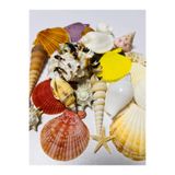 izmir Bitpazarı Gerçek Deniz Kabukları - Büyük Boy - ( 200 gram - Karışık )