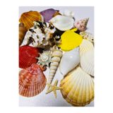 izmir Bitpazarı Gerçek Deniz Kabukları - Büyük Boy - 200 gram