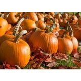 Jack Süs Kabağı * (Jack O Lantern)