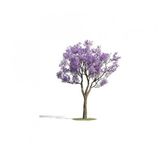Jakaranda Ağacı Tohumu 50 Tohum Jacaranda + Süpriz Hediye Tohum