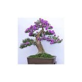Jakaranda Bonzai Ağacı Tohumu 5 Adet Bonsai Ağacı Tohumu