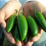 Jalapeno Biber Tohumu 10+ Adet – Yüksek Verimli Orta Acı Biber – Kolay Çimlenen ve Lezzetli