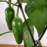Jalapeno Tombul Acı Biber Fidesi(5 adet)