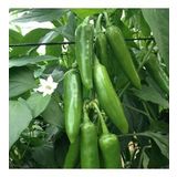 Jalapeno VeryPainful Acı Biber Fidesi (5 adet)