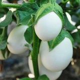 Japanese Egg White Etli Yumurta Patlican Tohumu (15 Tohum)