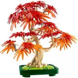 Japon Akçaağaç Bonsai Bitkisi - Yetişkin Bitki Severler İçin