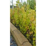 Japon Akçaağacı Acer Palmatum, 60 cm, Kırmızı-Yeşil Yapraklı, Asya Kökenli, Dış Mekan, Soğuğa Dayanıklı, Baharda ve Sonbaharda Yaprak Rengi Değişen
