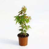Japon Akçaağacı Acer Palmatum