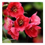 Japon Ayvası Bahar Dalı Fidanı 20-30 Cm Chaenomeles Japonica