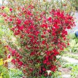 Japon Ayvası Bahar Dalı Fidanı Chaenomeles Japonica 30-50 Cm